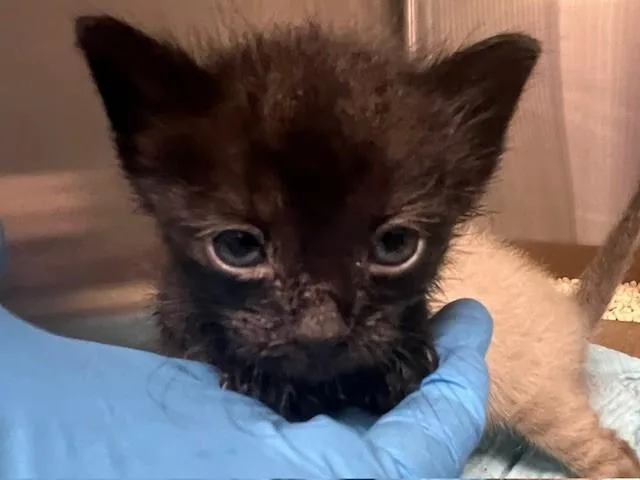 A baby small-sized female Domestic Short Hair cat named Ramona for adoption in Baytown, TX