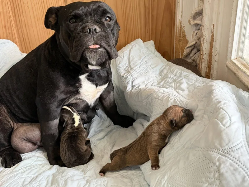 An adult medium-sized female English Bulldog dog named Midnight for adoption in Holly Springs, NC