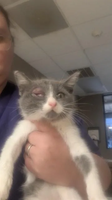 A baby small-sized female Domestic Short Hair cat named Rue for adoption in Conroe, TX