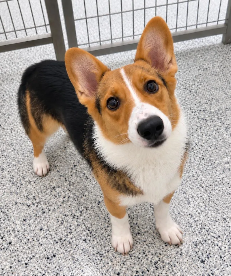 An adult small-sized male Black Cardigan Welsh Corgi dog named Clyde COMING SOON for adoption in Nashville, TN