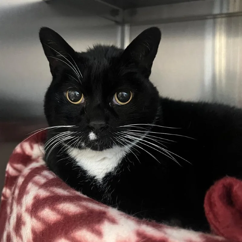A senior large-sized female Black Domestic Short Hair cat named Pinky for adoption in Sarasota, FL