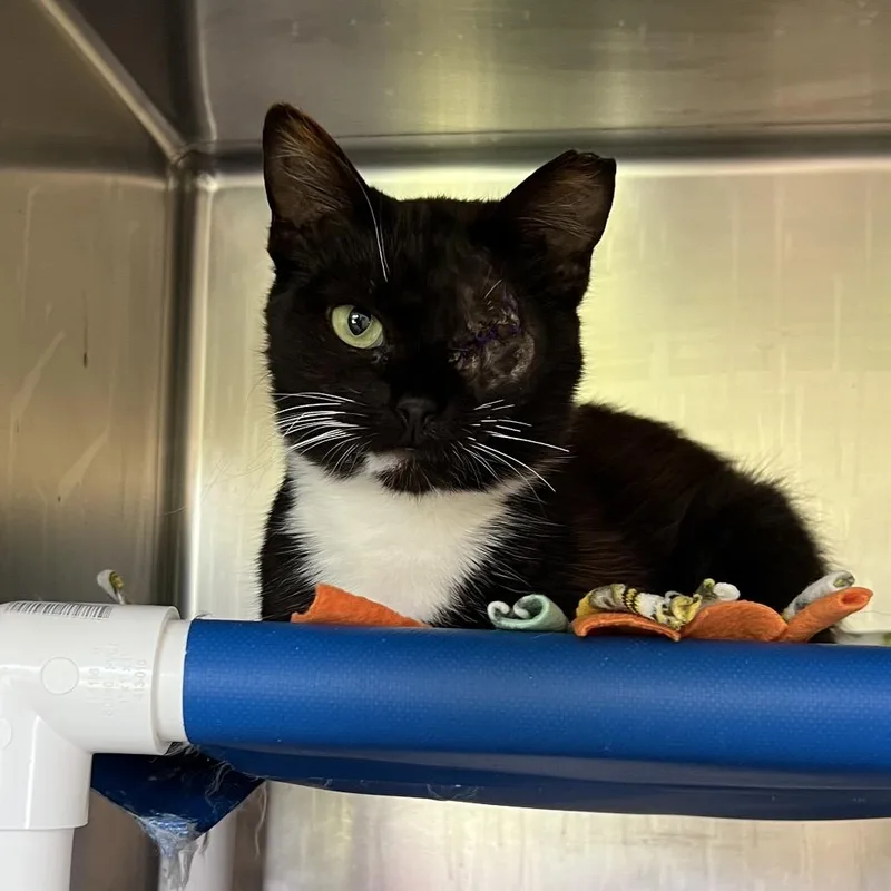A young medium-sized male Black Domestic Short Hair cat named Plankton for adoption in Delaware, OH