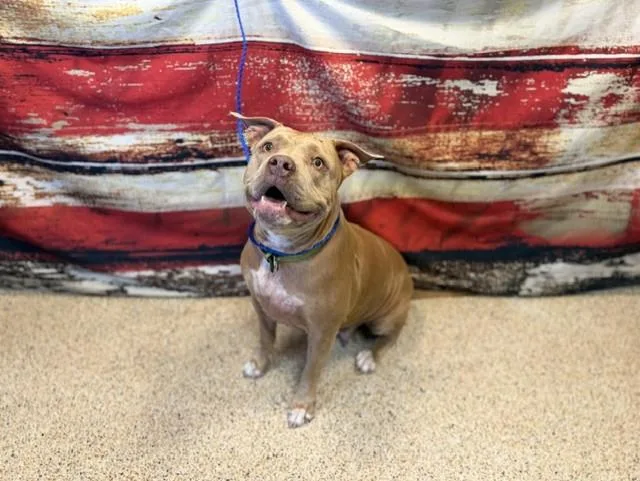 An adult large-sized female American Bulldog dog named Leny for adoption in Miami, FL