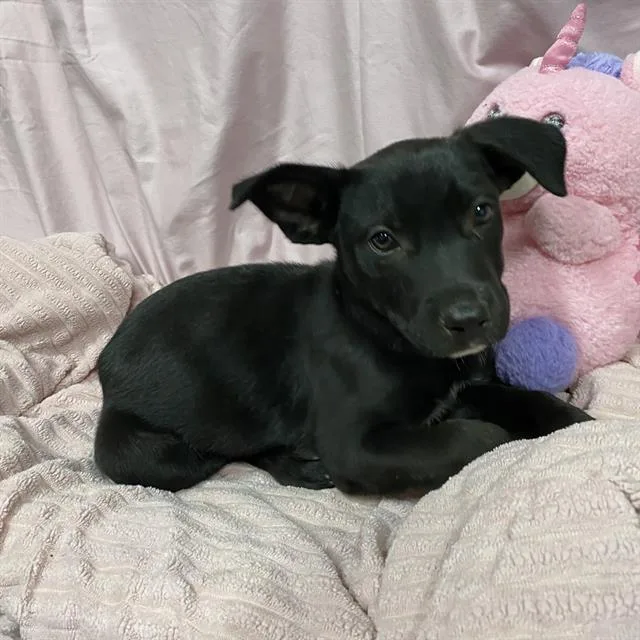 A baby small-sized female German Shepherd Dog dog named Eleanor for adoption in Modesto, CA