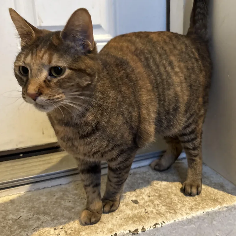 A young medium-sized female Brown / Chocolate Domestic Short Hair cat named Brownie for adoption in Chicago, IL