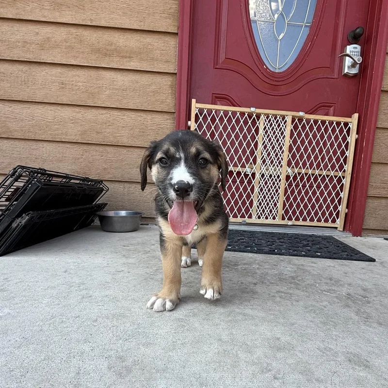 A baby small-sized male Black German Shepherd Dog dog named Ranger for adoption in Lander, WY