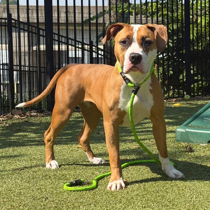 A young medium-sized female Brown / Chocolate Pit Bull Terrier dog named Sky for adoption in Saint Louis, MO
