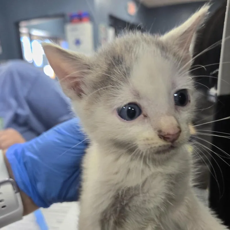 A baby small-sized male Gray / Blue / Silver Domestic Short Hair cat named Genevieve for adoption in Newark, NJ