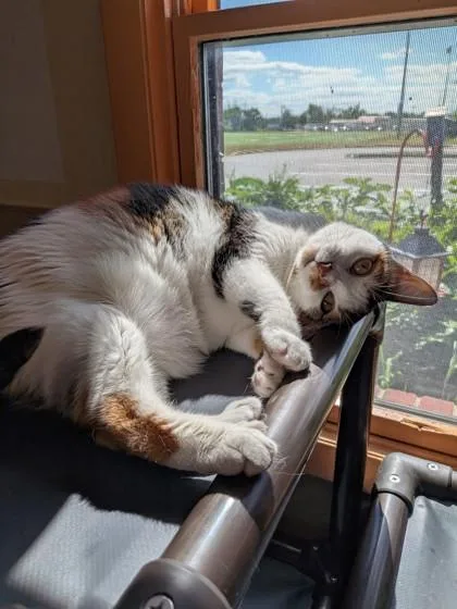 A young medium-sized female Domestic Short Hair cat named Monet for adoption in Bridgewater, NJ