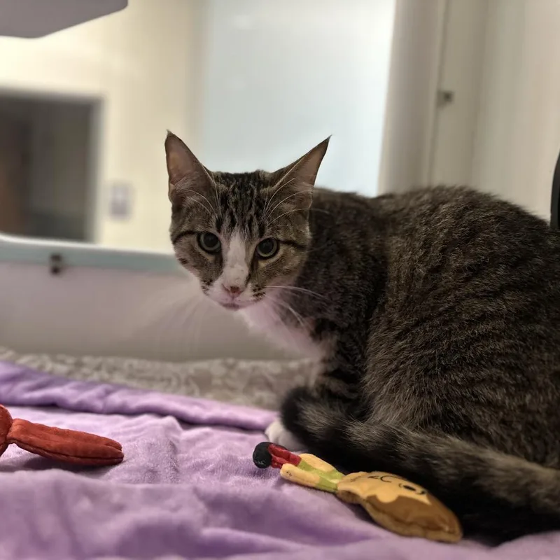 A young medium-sized male Brown / Chocolate Domestic Short Hair cat named Commando for adoption in Matteson, IL
