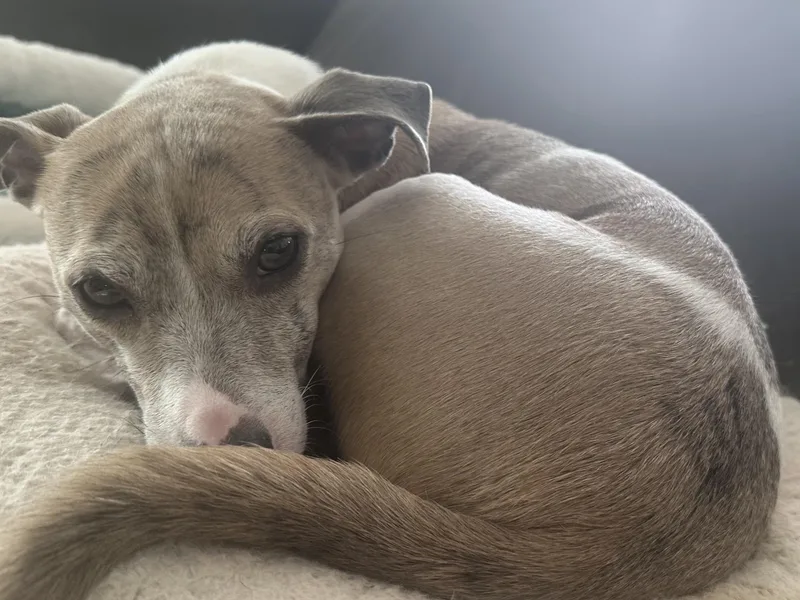Milo