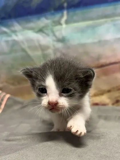 A baby small-sized male Domestic Short Hair cat named Sausage for adoption in San Antonio, TX