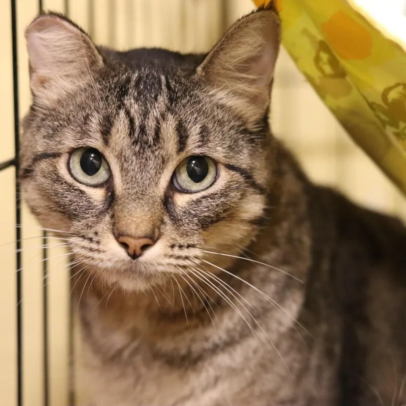 An adult large-sized female Tabby (Buff / Tan / Fawn) American Shorthair cat named Bows for adoption in Kansas City, MO