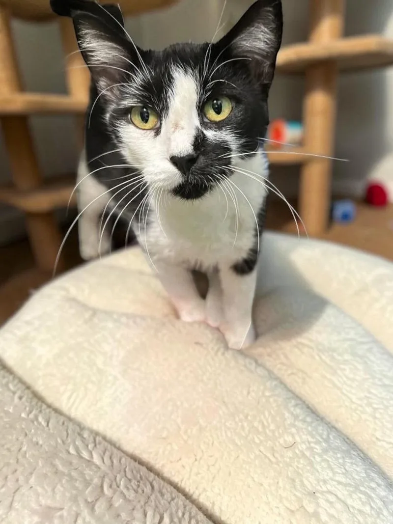 An adult medium-sized female Black & White / Tuxedo Domestic Short Hair cat named Ivy for adoption in Champaign, IL