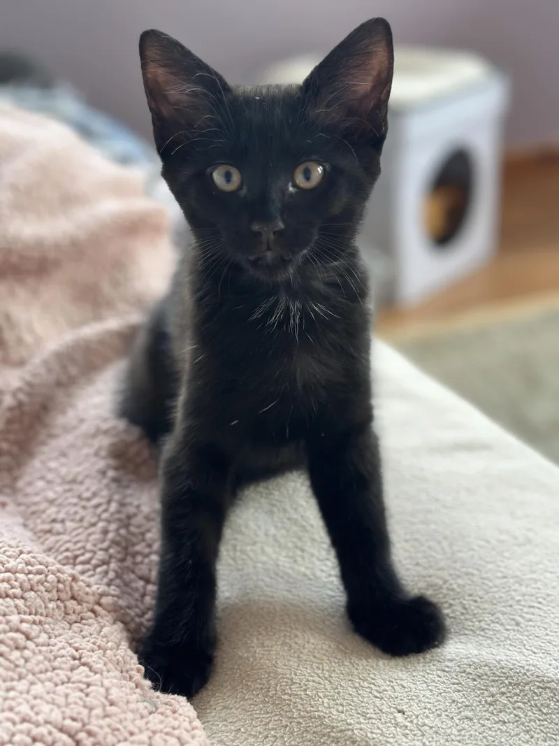 A baby small-sized male Black Domestic Short Hair cat named Pepper for adoption in Kenosha, WI