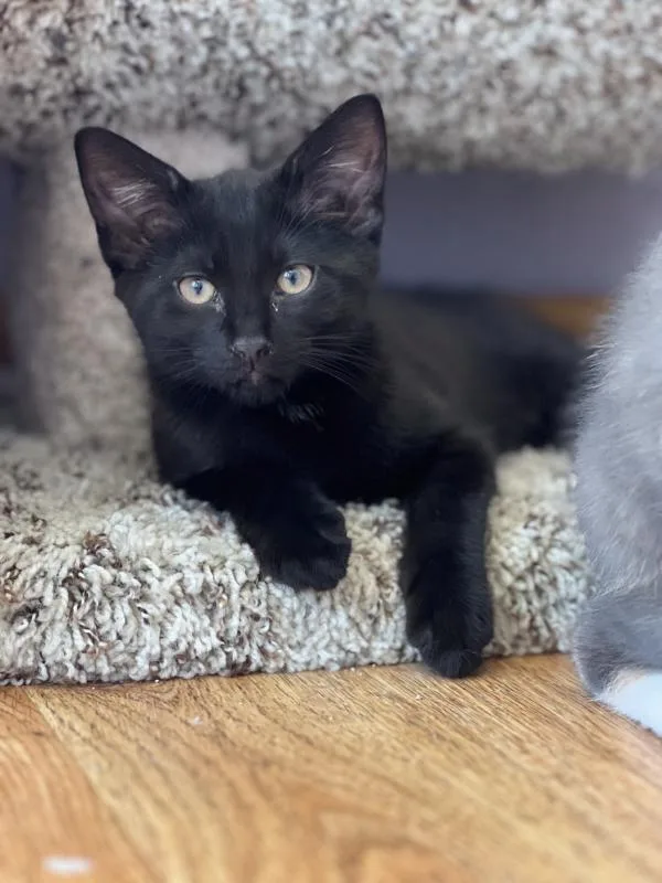 Pepper thumbnail 2