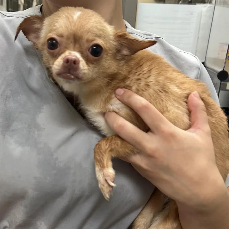 An adult small-sized female Chihuahua dog named Petra for adoption in Lynchburg, VA