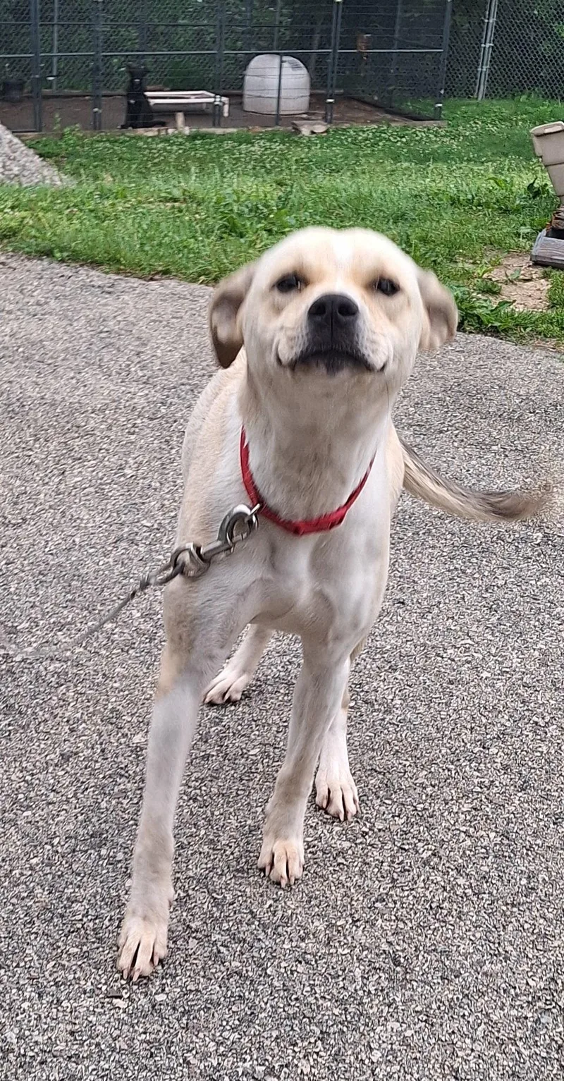 An adult medium-sized female Yellow / Tan / Blond / Fawn Mixed Breed dog named Emmy for adoption in Stanton, KY