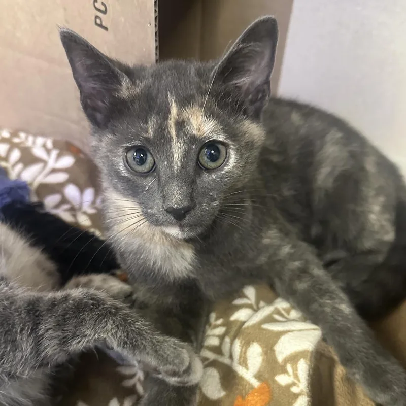 A baby small-sized female Gray / Blue / Silver Domestic Short Hair cat named Violet for adoption in New York, NY