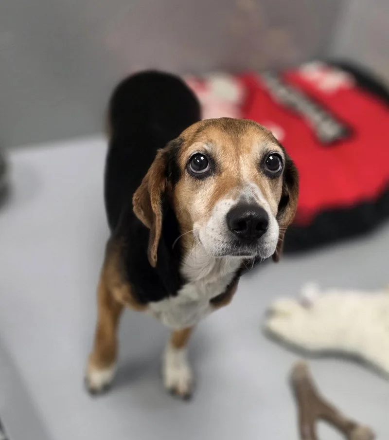 A young medium-sized female Beagle dog named Tiny for adoption in Brookville, OH