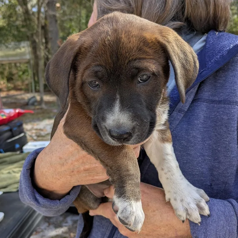 A baby small-sized female Brown / Chocolate Mixed Breed dog named Lauren Bacall for adoption in Williston, FL