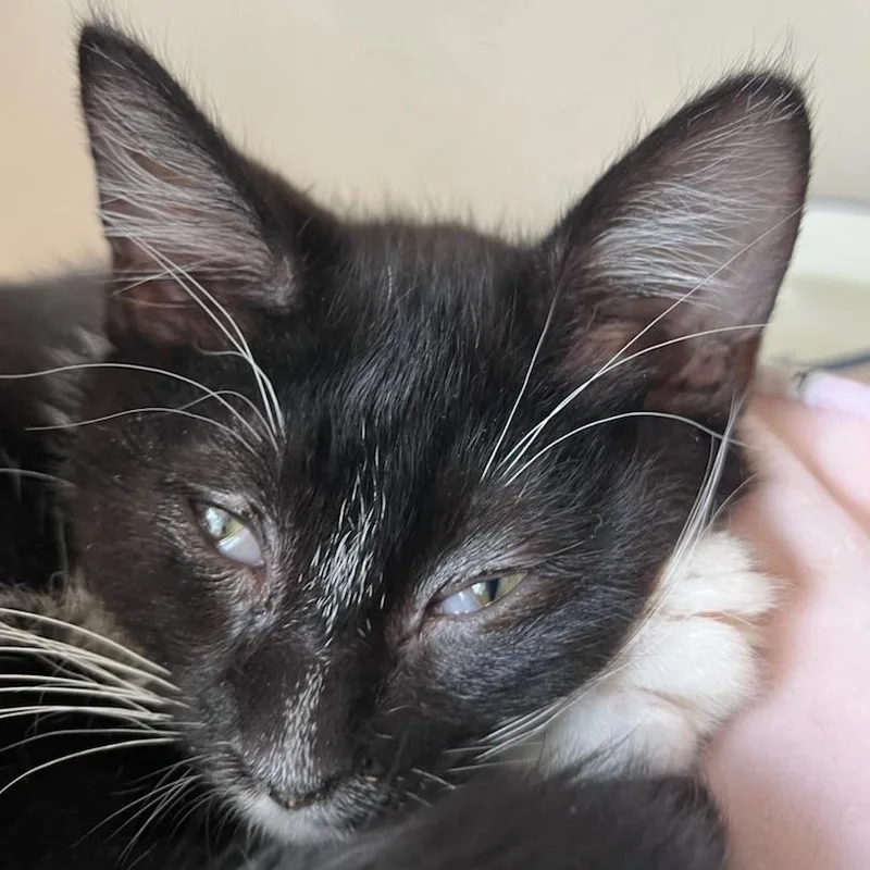 A baby small-sized male Black Domestic Short Hair cat named Silver for adoption in Redwood City, CA