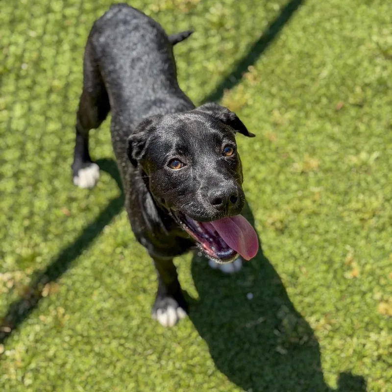 A baby large-sized female Black Terrier dog named Cupcake for adoption in Gainesville, GA