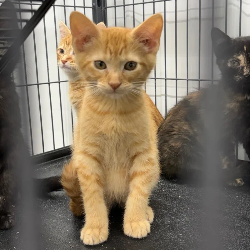 A baby small-sized male Orange / Red Domestic Short Hair cat named Twix for adoption in Richmond, MO