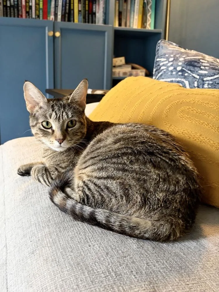 An adult medium-sized female Tabby (Brown / Chocolate) Domestic Short Hair cat named Cpr for adoption in Clinton Township, MI