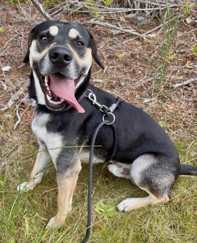 A young large-sized male Tricolor (Brown, Black, & White) Mixed Breed dog named Chance for adoption in Waldport, OR