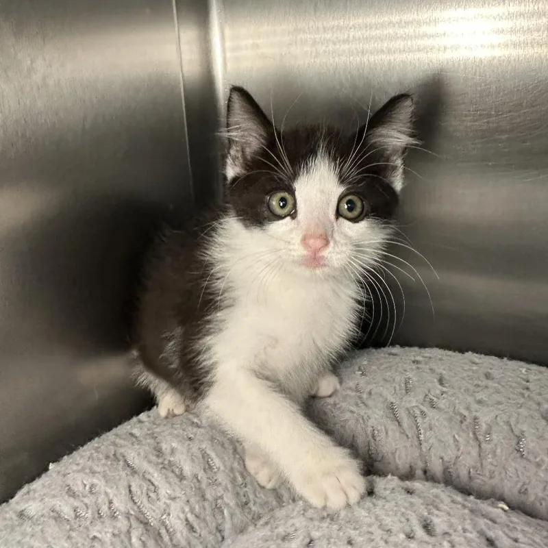 A baby small-sized female Black Domestic Short Hair cat named Beetle for adoption in Los Angeles, CA