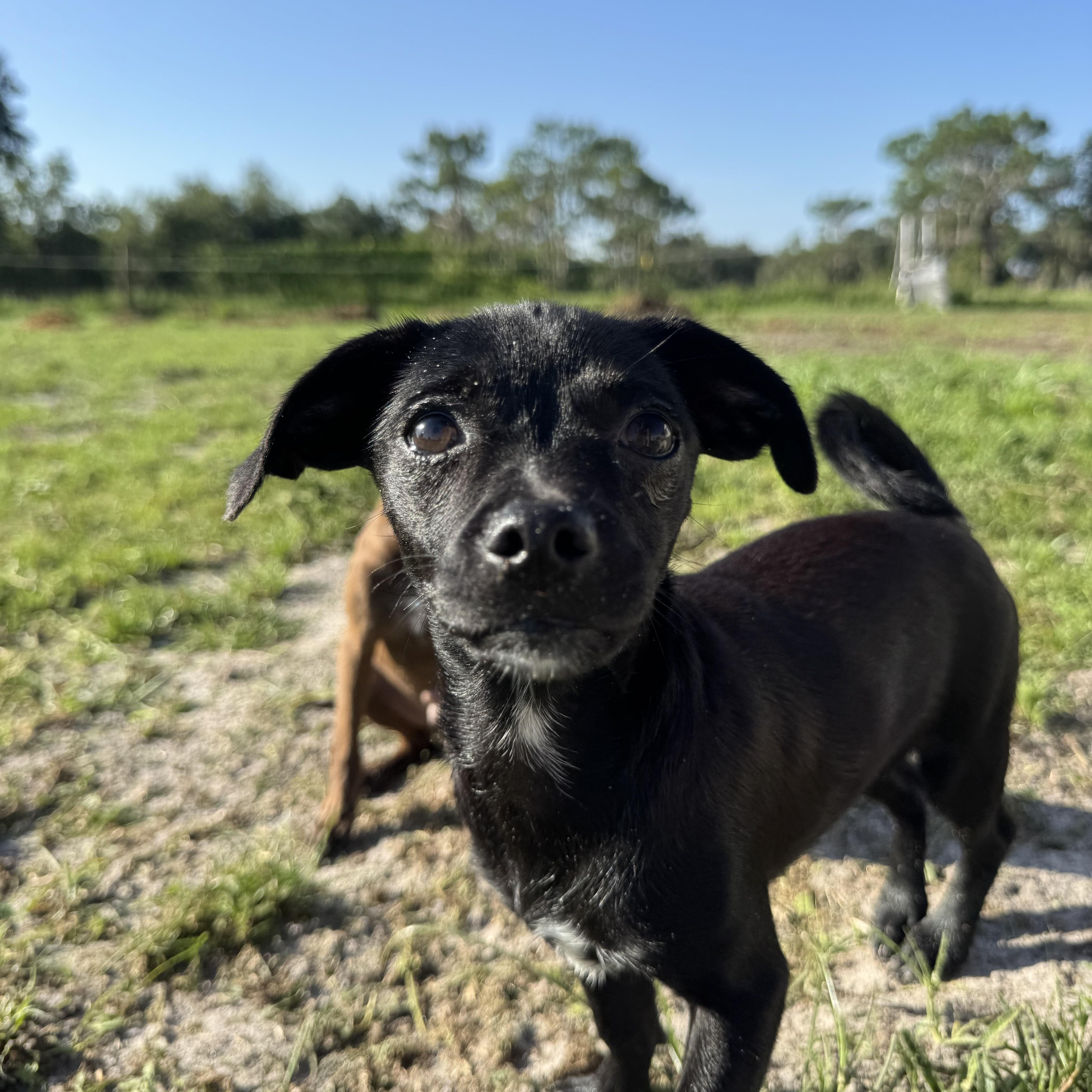 A baby small-sized female Black Chihuahua dog named May for adoption in Myakka City, FL