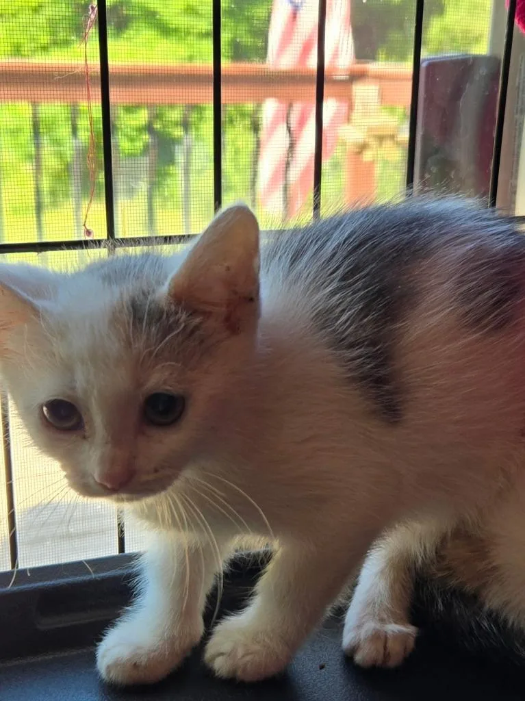 A baby medium-sized male Domestic Short Hair cat named Wasabi for adoption in Black River Falls, WI