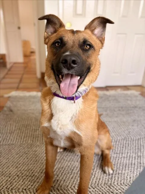 An adult medium-sized male Mixed Breed dog named Jack for adoption in Santa Fe, NM