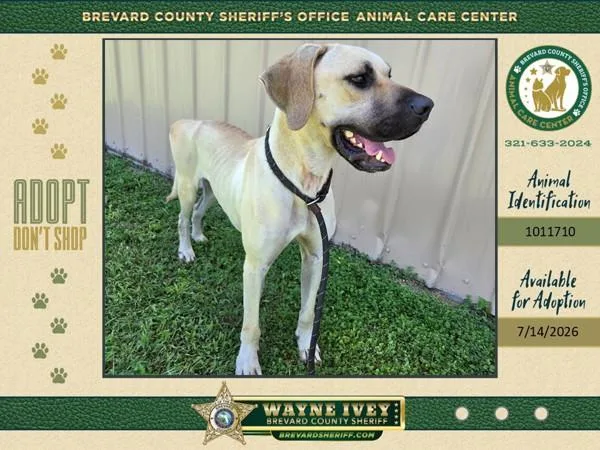 An adult large-sized male Mixed Breed dog named Calzone for adoption in Melbourne, FL