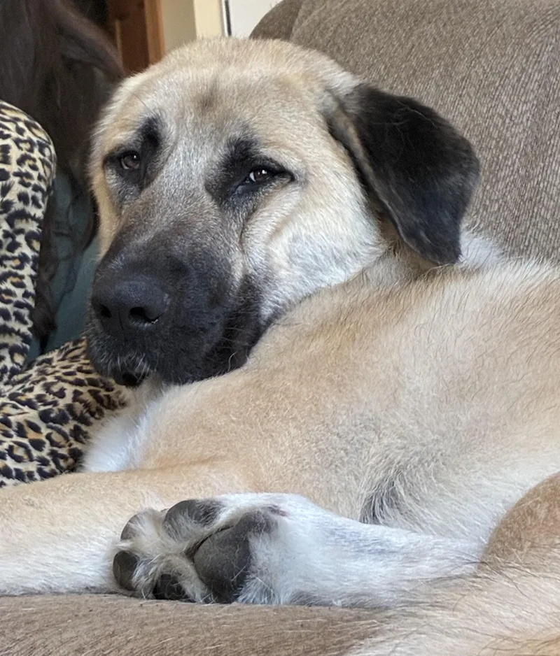 A young extra large-sized male Anatolian Shepherd dog named O'malley for adoption in Joliet, IL