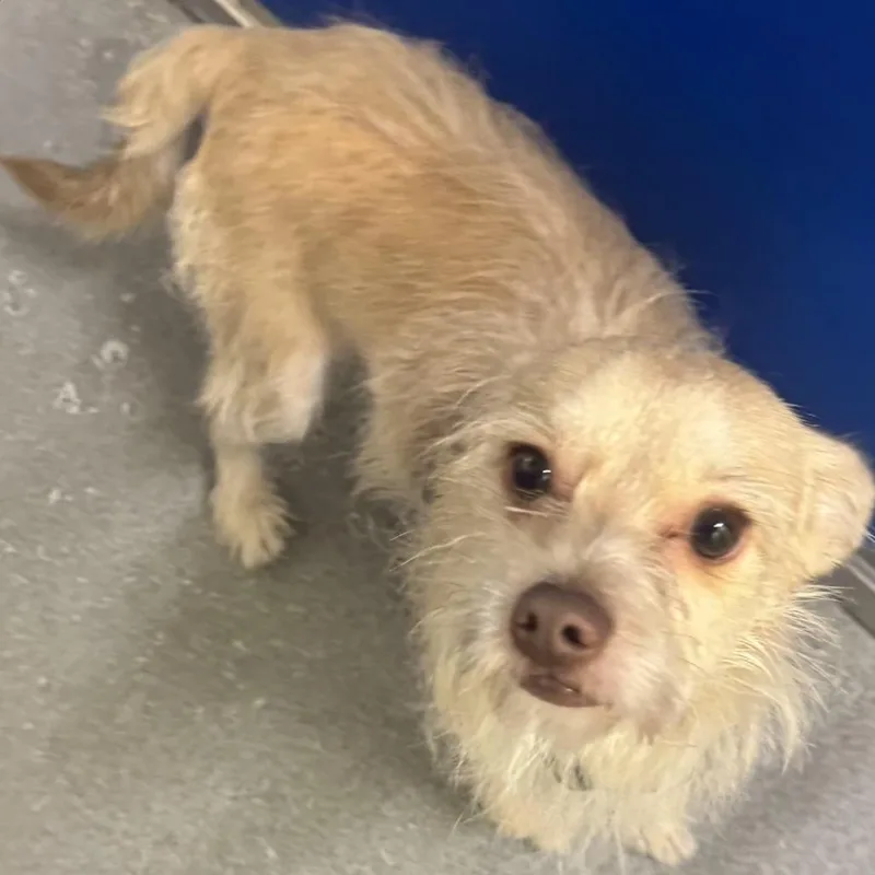 An adult small-sized male Yellow / Tan / Blond / Fawn Chihuahua dog named Bubbles for adoption in Blue Ridge, GA
