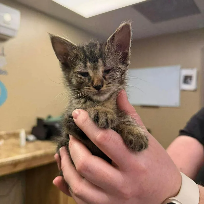 A baby small-sized female Brown / Chocolate Domestic Short Hair cat named Coriander In Frederick  for adoption in Alexandria, VA