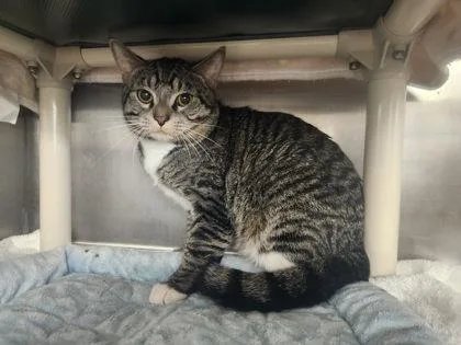 An adult large-sized male Domestic Short Hair cat named Pickle for adoption in Munster, IN