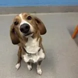 An adult medium-sized male White / Cream Mixed Breed dog named Rusty for adoption in Hilliard, OH