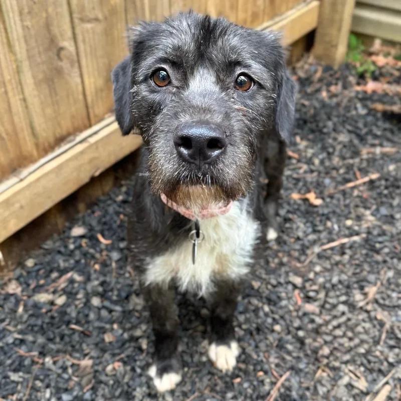An adult medium-sized female Gray / Blue / Silver Mixed Breed dog named Perlah for adoption in Fredericksburg, VA