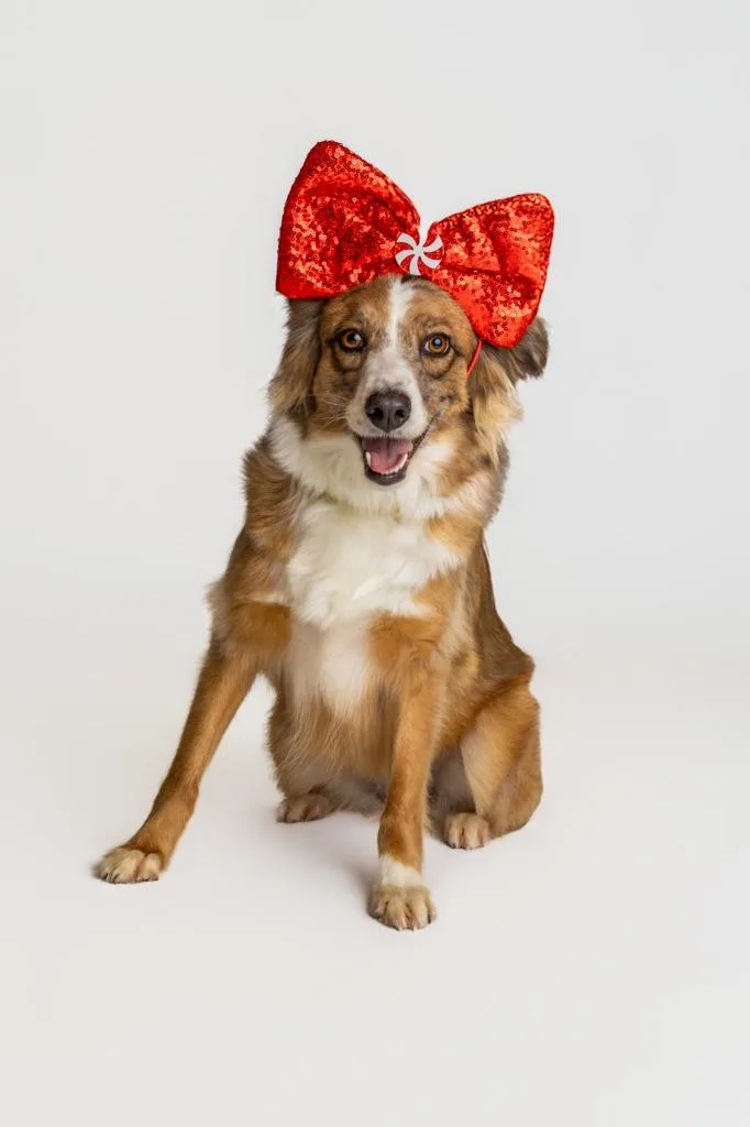 Petula Clark thumbnail 3