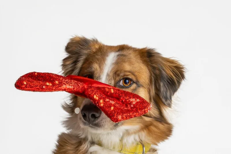 Petula Clark thumbnail 4