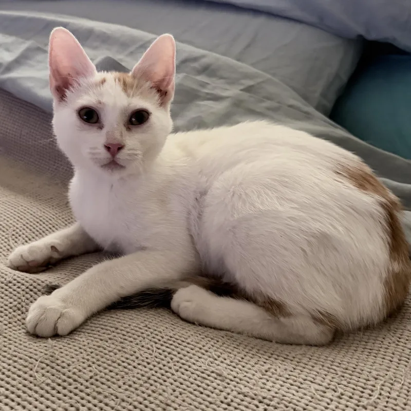 Patches & Cutie thumbnail 6