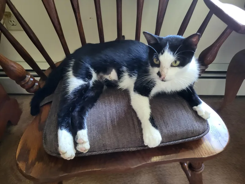 A young medium-sized female Black & White / Tuxedo Domestic Short Hair cat named Flower for adoption in Mechanicsburg, PA