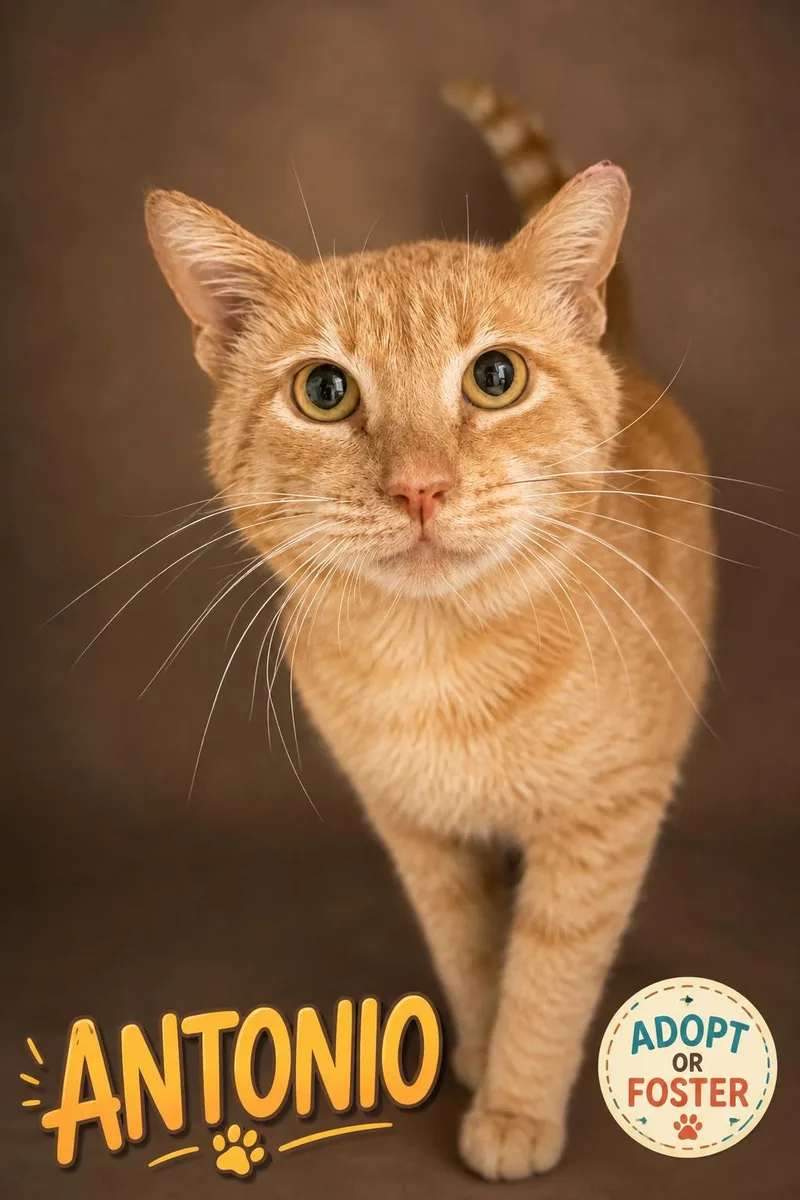 An adult medium-sized male Tabby (Orange / Red) Tabby cat named Antonio for adoption in Greenville, DE