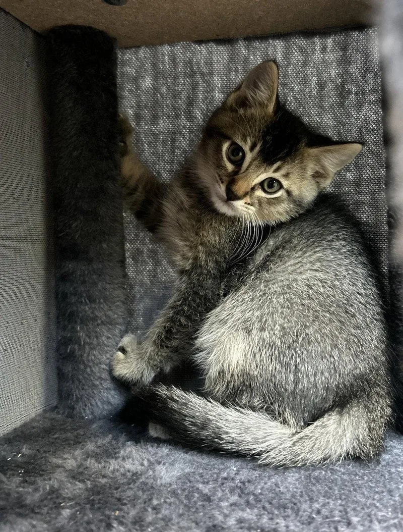 A baby medium-sized male Brown / Chocolate Domestic Short Hair cat named Kuzco for adoption in Tacoma, WA