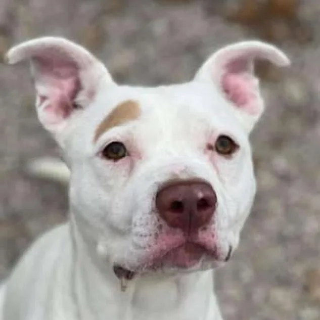 Casanova thumbnail 2