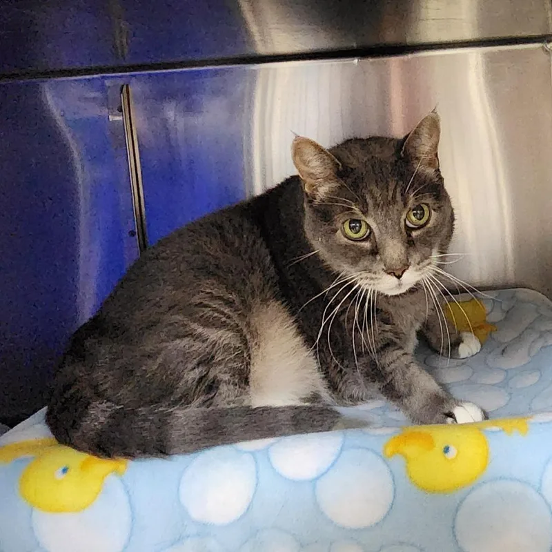 A senior extra large-sized male Gray / Blue / Silver American Shorthair cat named Liam for adoption in Grand Rapids, MI