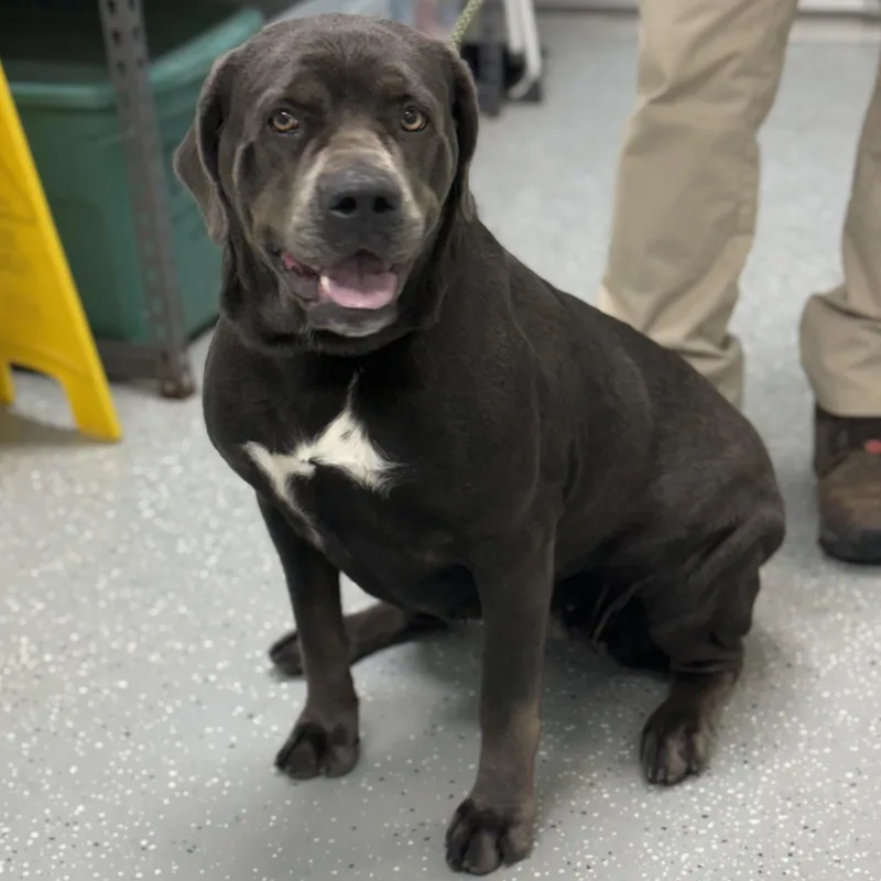 A young large-sized female Gray / Blue / Silver Cane Corso dog named Fang for adoption in Bardstown, KY